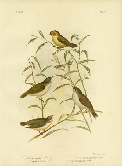 Short-Billed Smicrornis Or Weebill by Gracius Broinowski